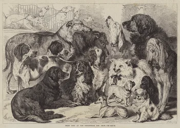 Prize Dogs at the Birmingham Dog Show